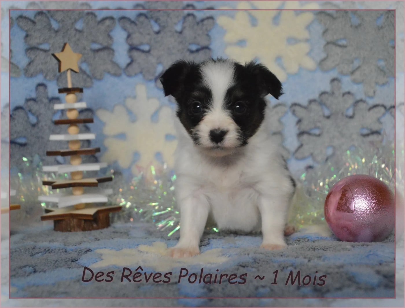 Alya des Rêves Polaires