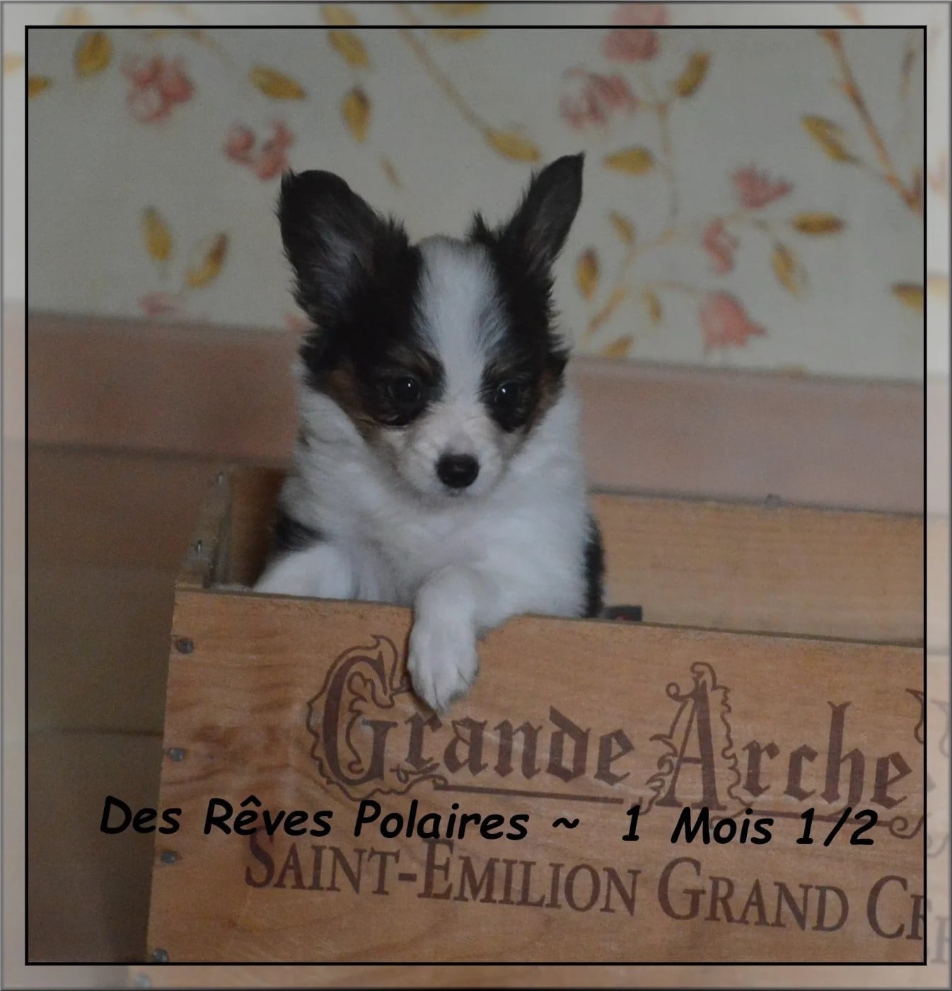 Appy des Rêves Polaires