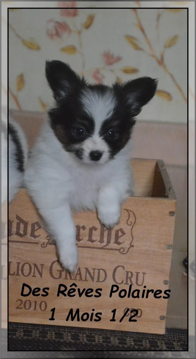 Alya des Rêves Polaires