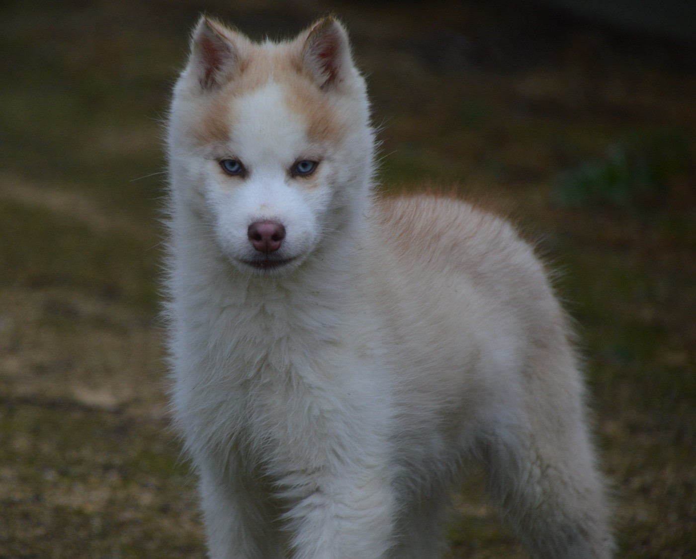 Alfa des Rêves Polaires