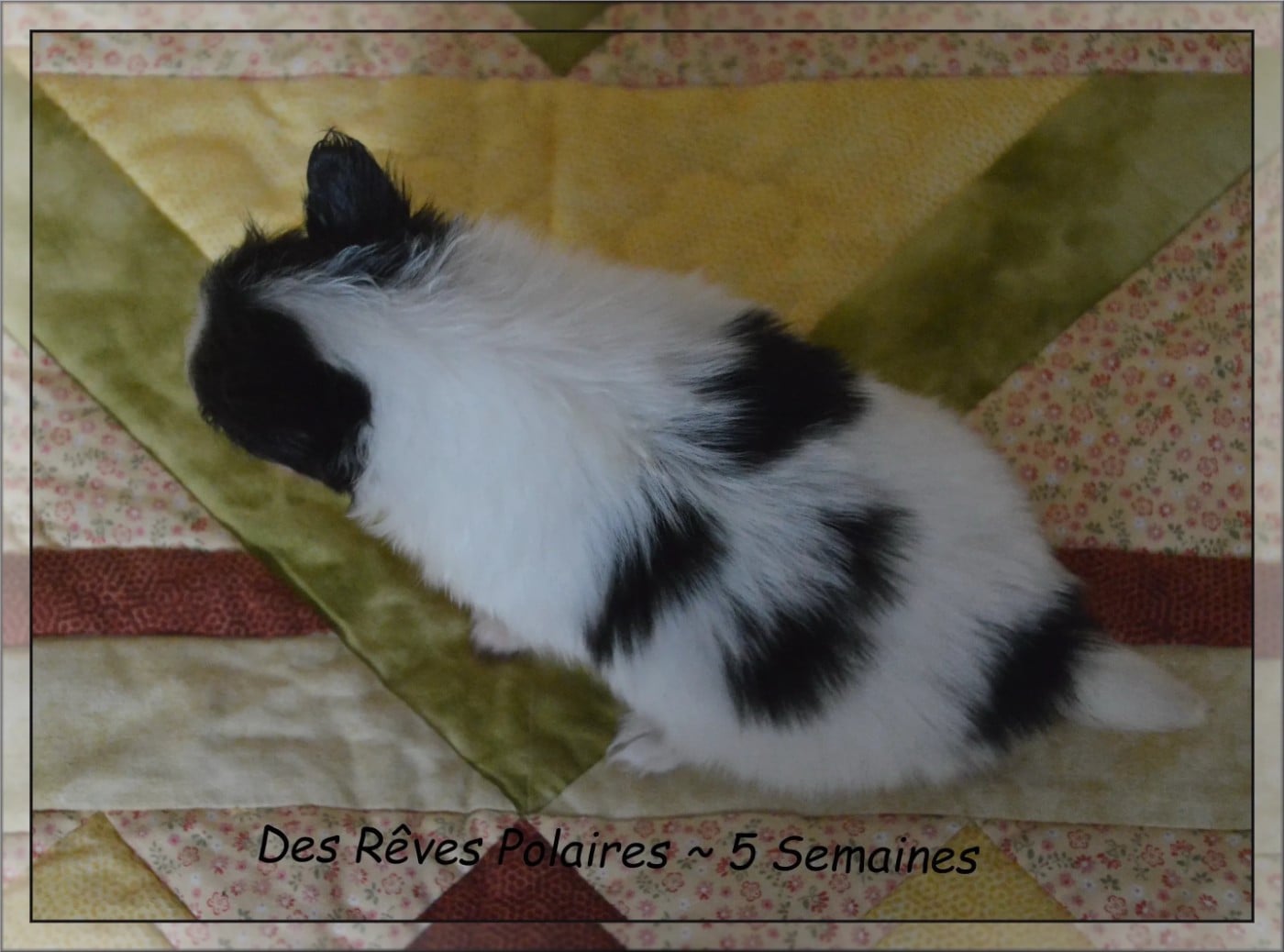 Baltimore Des Rêves Polaires