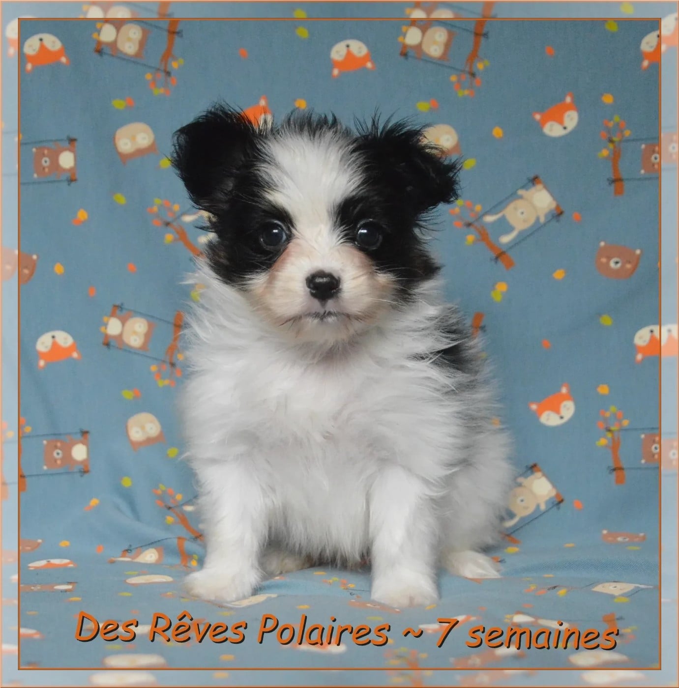 Bounty Des Rêves Polaires