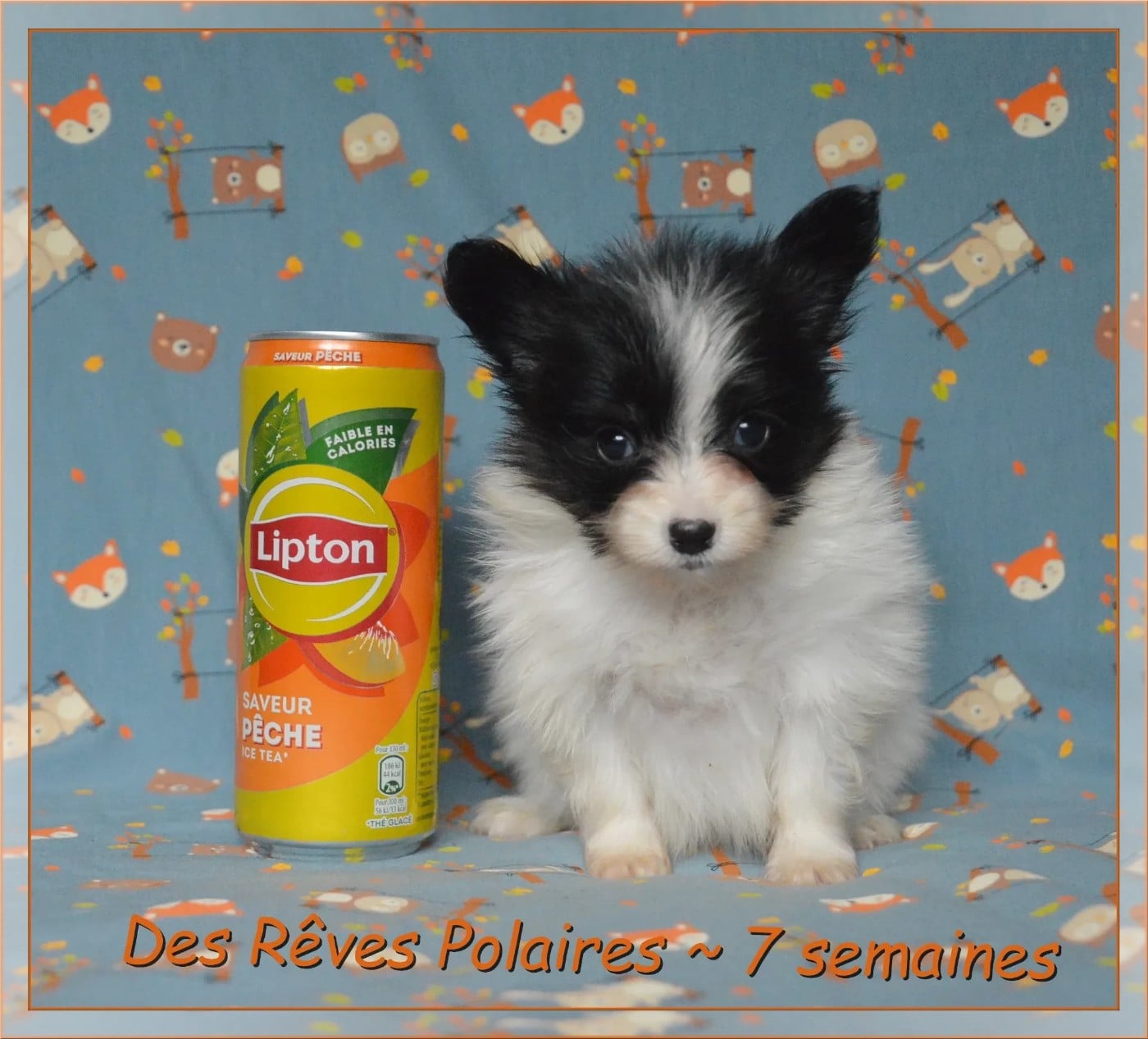 Baltimore Des Rêves Polaires