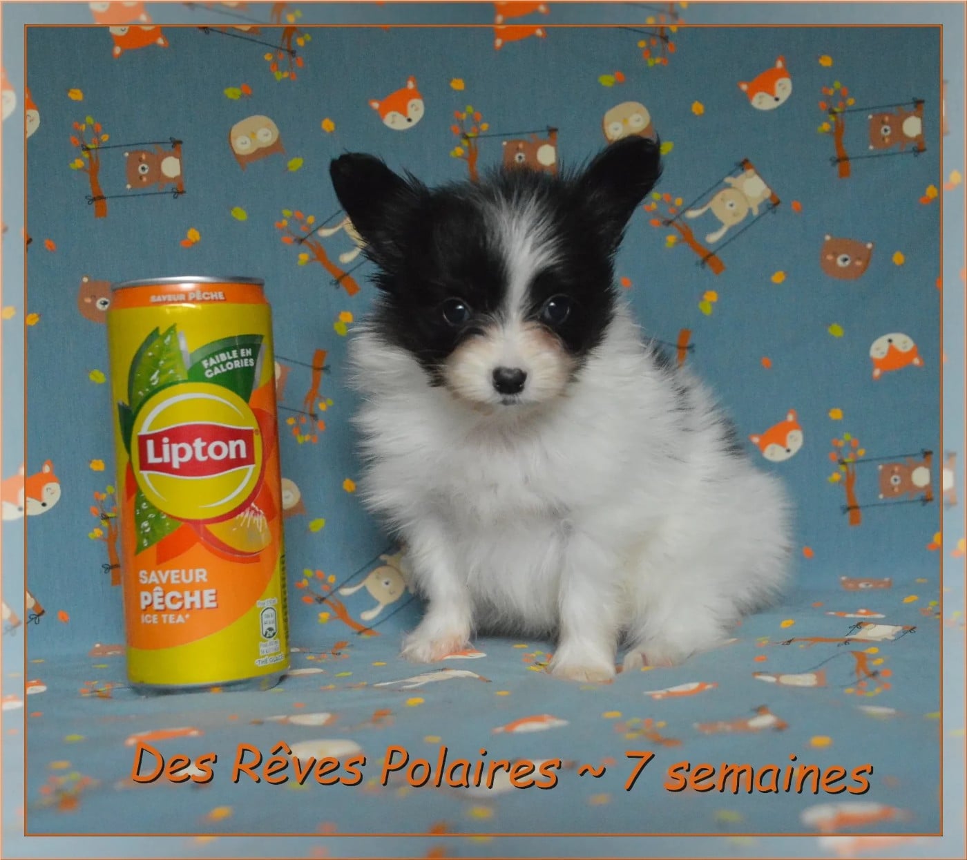 Baltimore Des Rêves Polaires