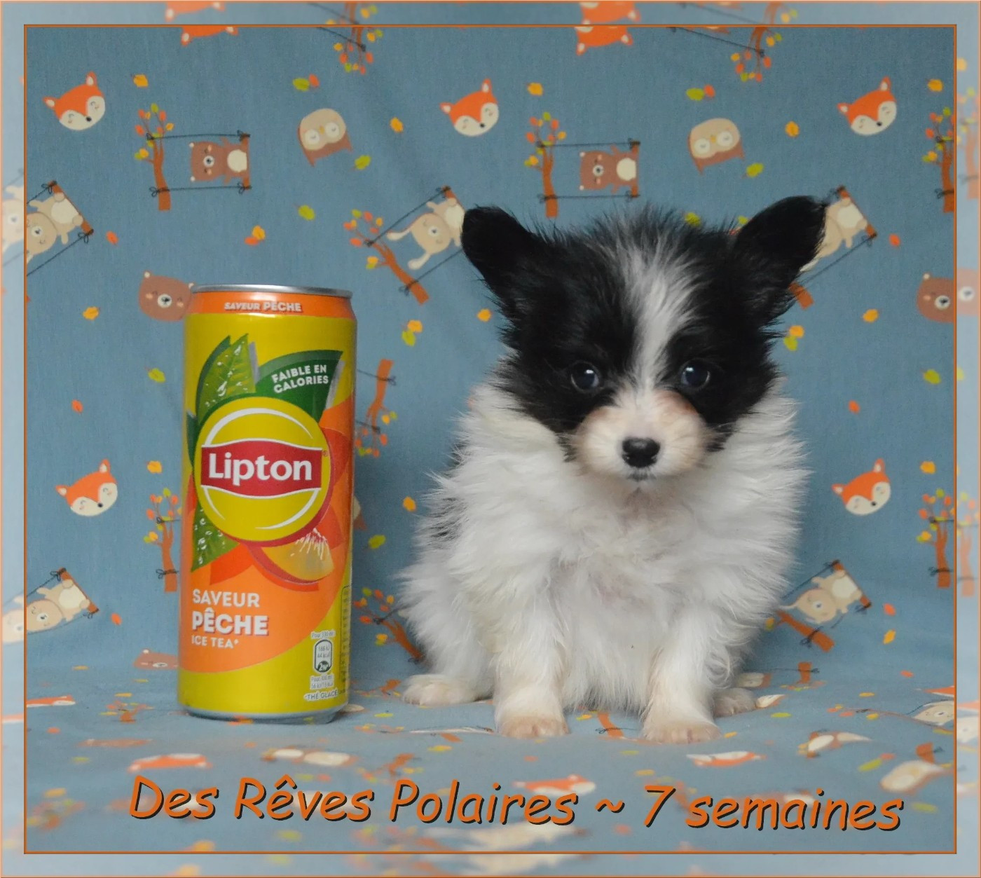 Baltimore Des Rêves Polaires