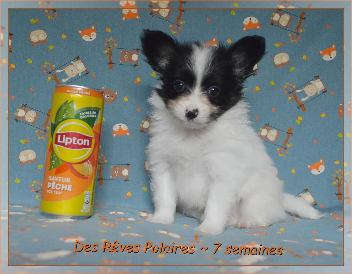 Bali Des Rêves Polaires