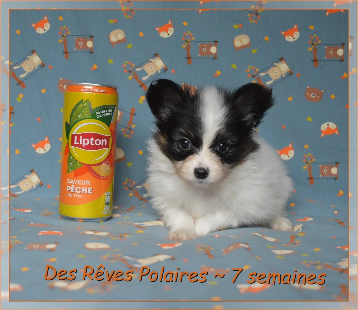 Björn Des Rêves Polaires