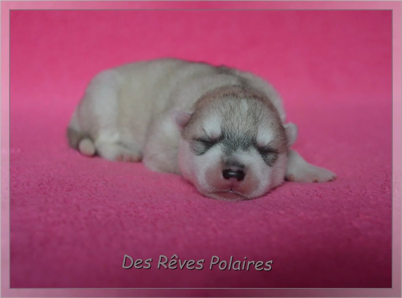Chiot N°4