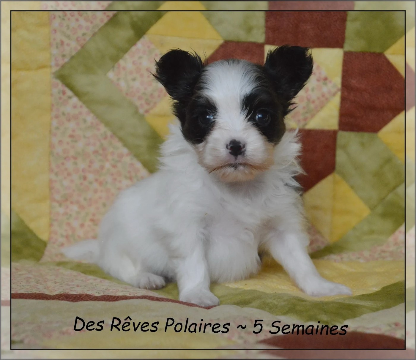 Bounty Des Rêves Polaires