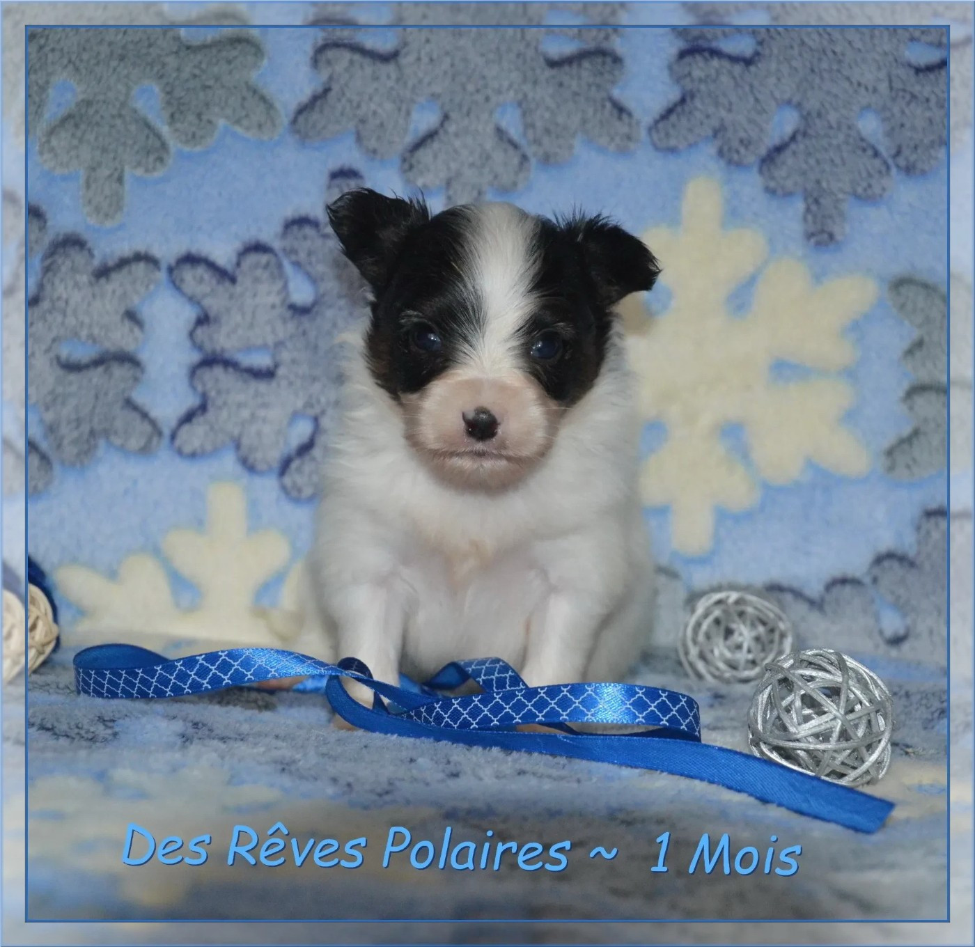 Björn Des Rêves Polaires