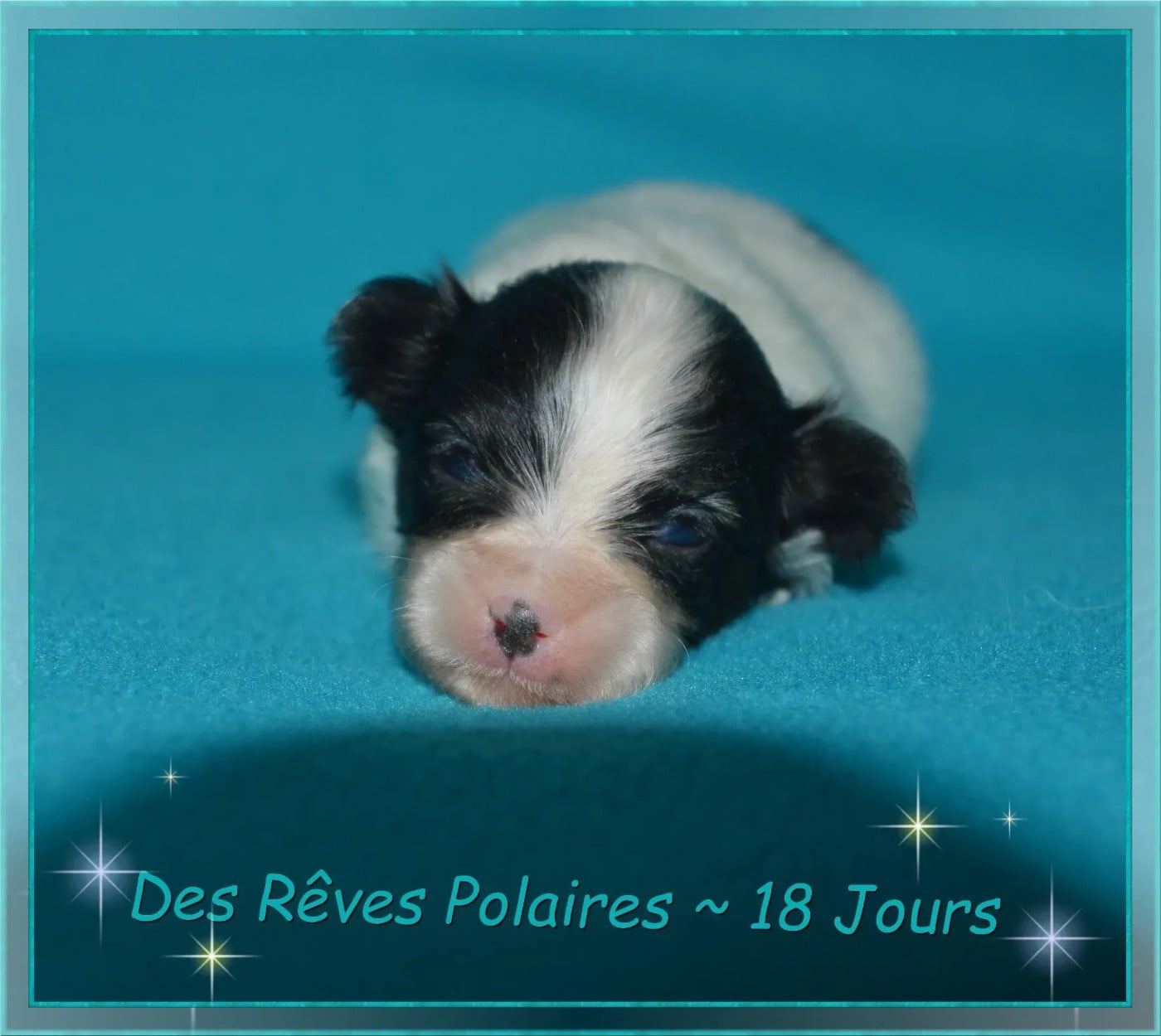 Björn Des Rêves Polaires