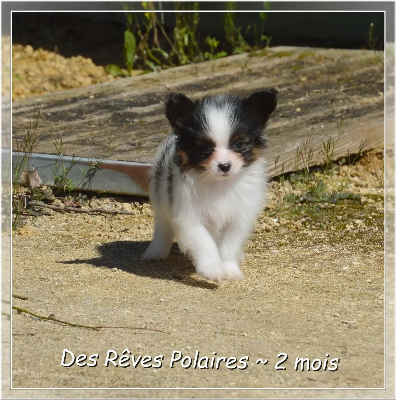 Boston Des Rêves Polaires