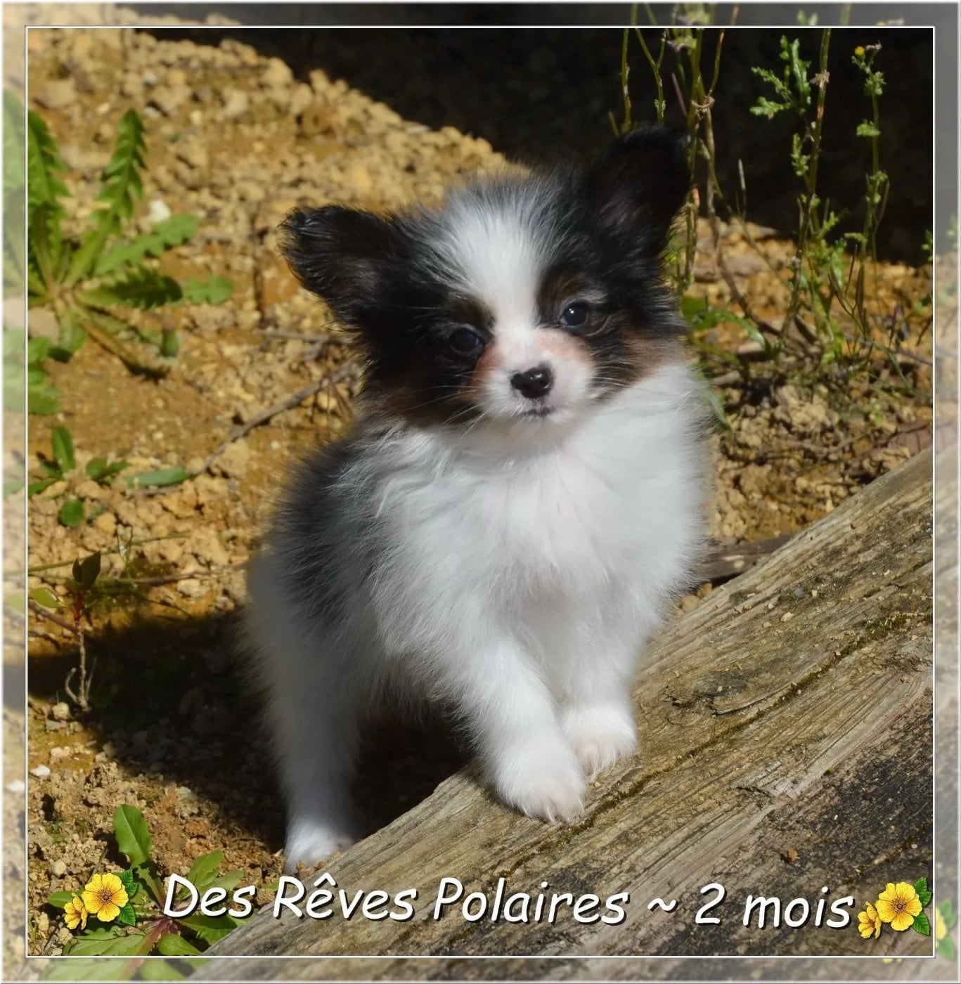 Boston Des Rêves Polaires