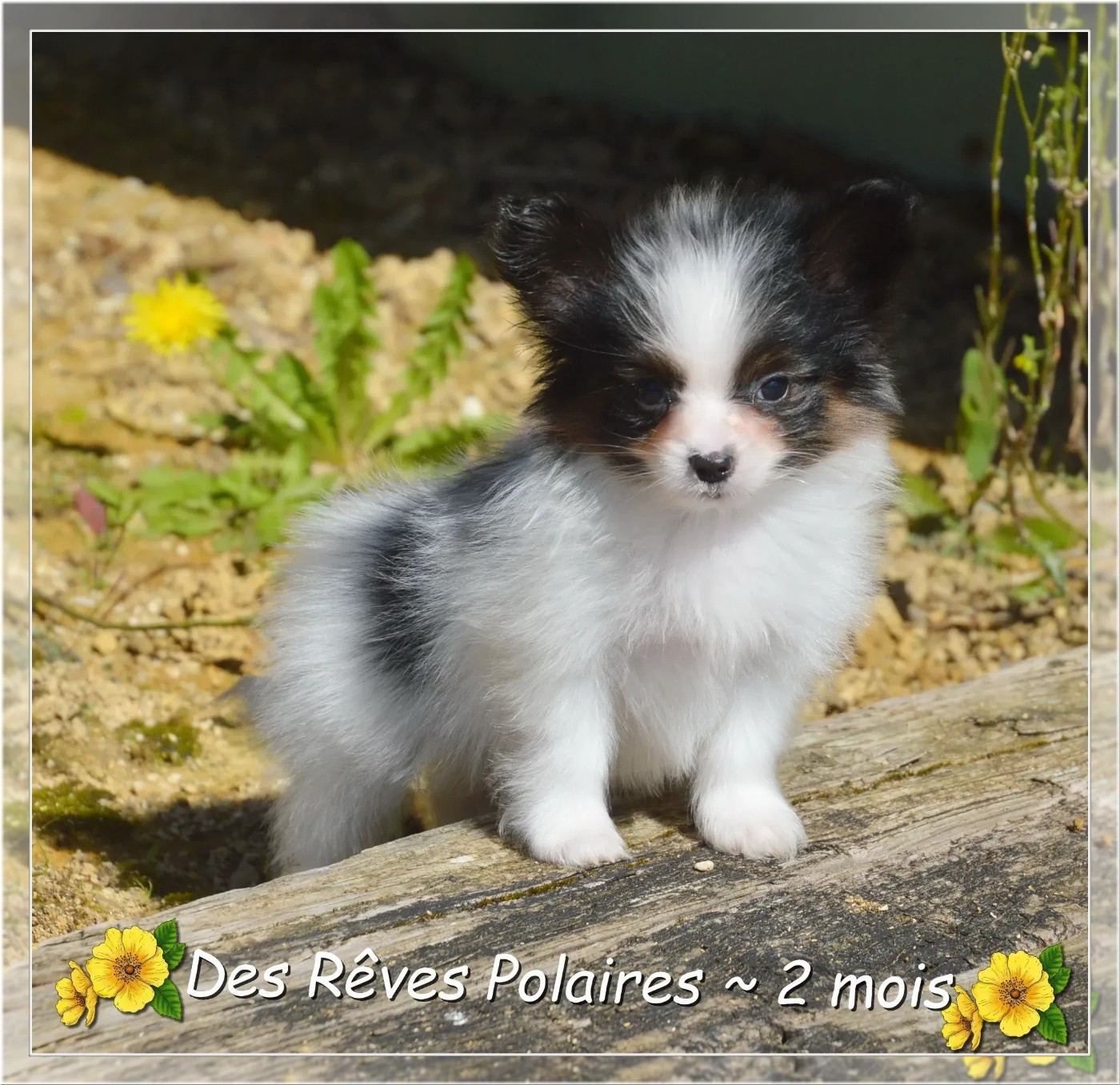 Boston Des Rêves Polaires