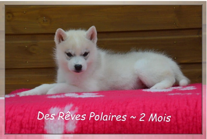 Bimba des Rêves Polaires