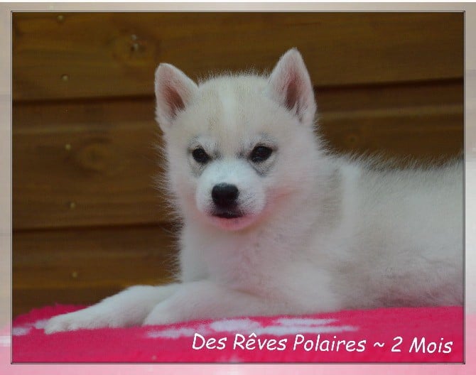 Bimba des Rêves Polaires