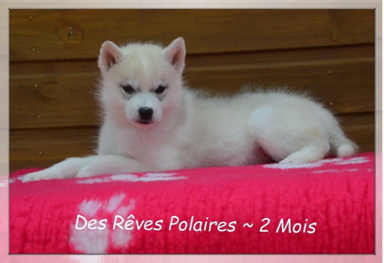Bimba des Rêves Polaires