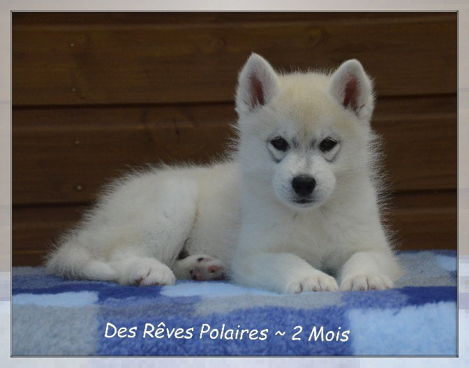 Baltic Des Rêves Polaires