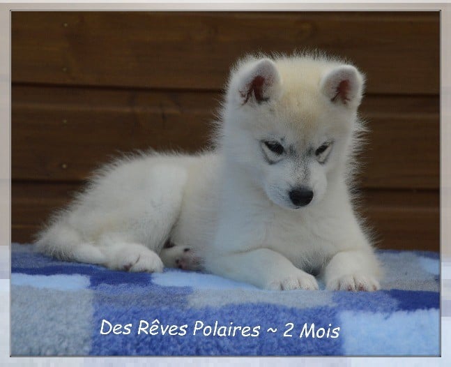 Baltic Des Rêves Polaires