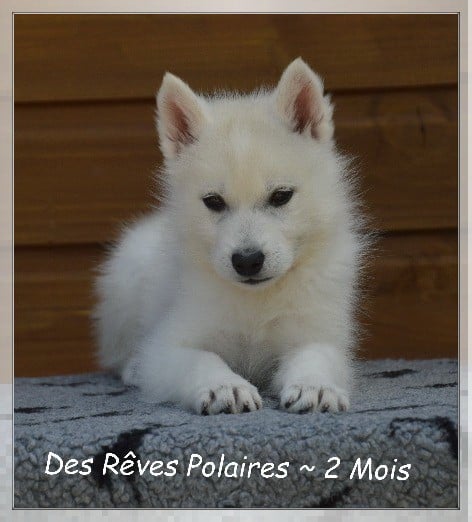 Bailey Des Rêves Polaires