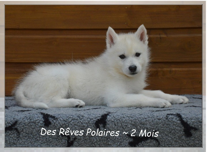 Bailey Des Rêves Polaires