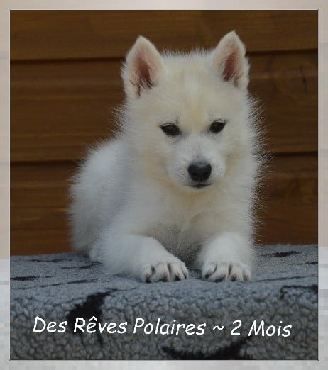 Bailey Des Rêves Polaires