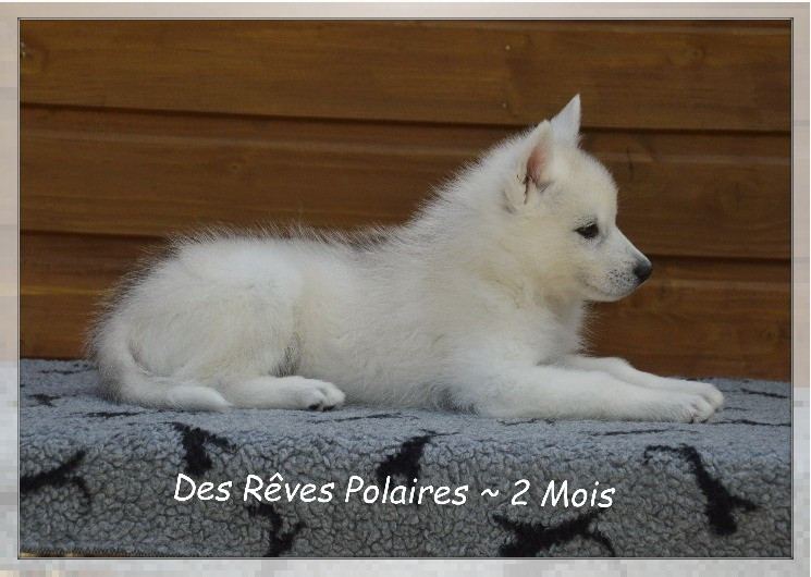 Bailey Des Rêves Polaires