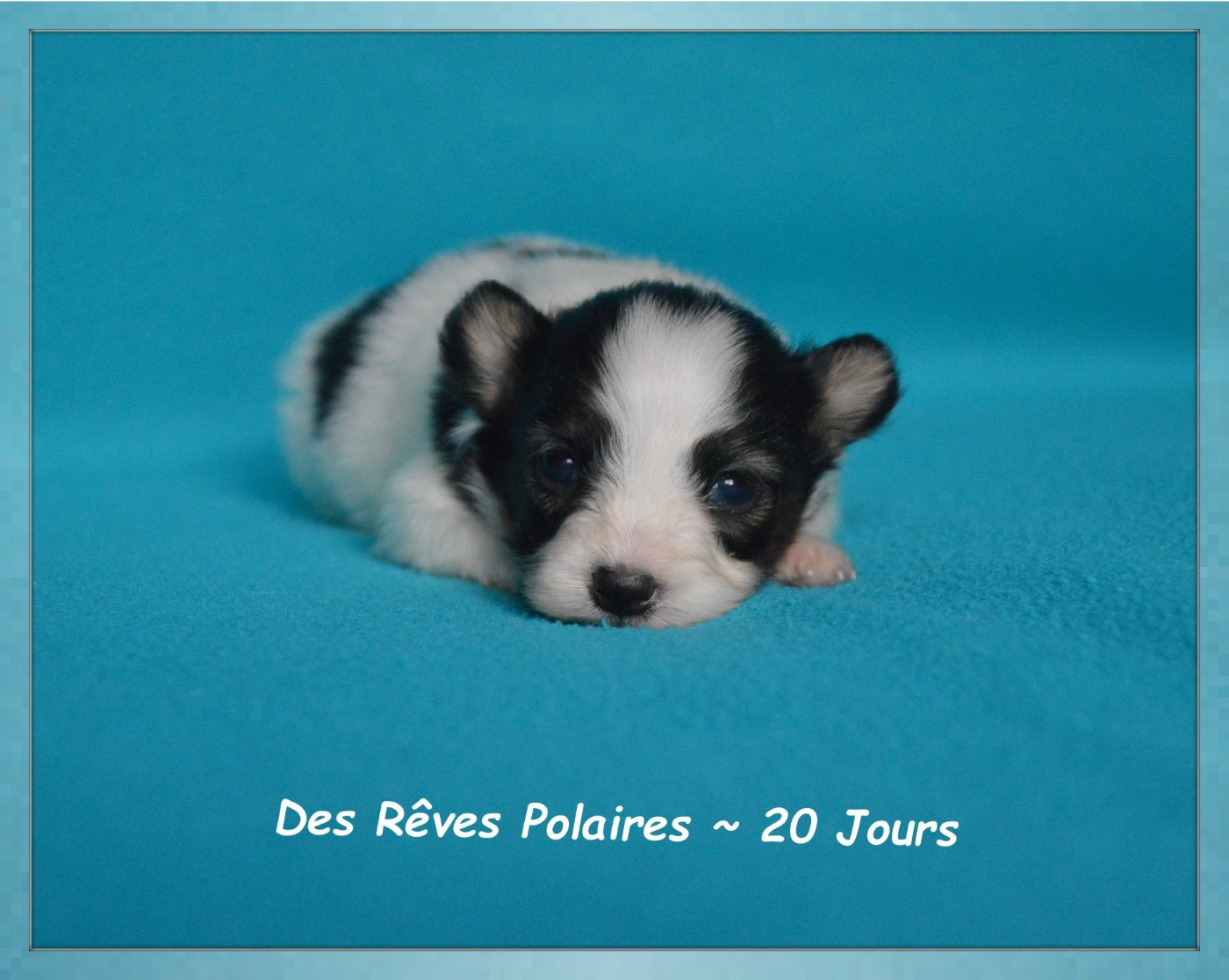 Chiot N°1