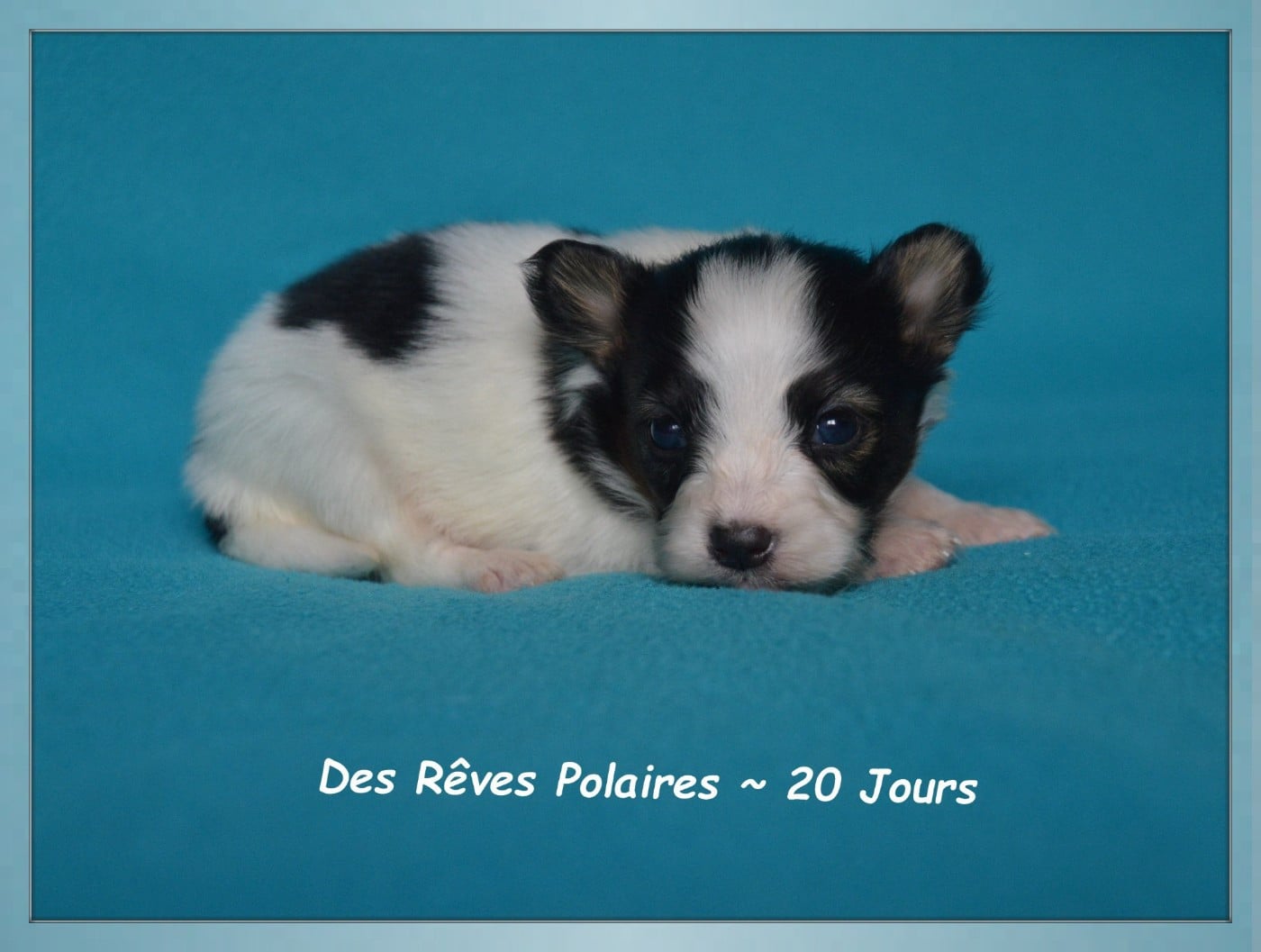 Chiot N°1
