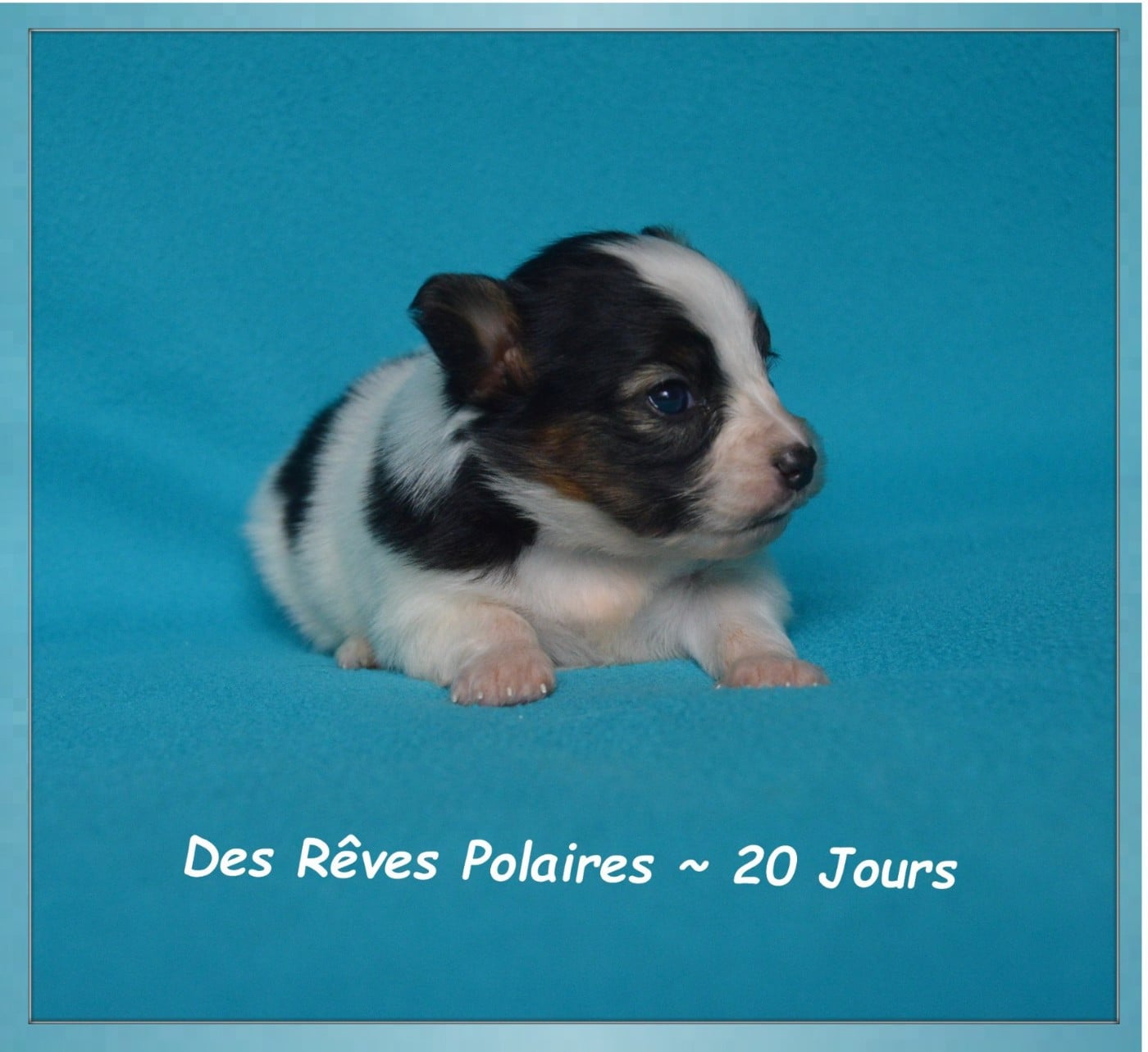 Chiot N°1