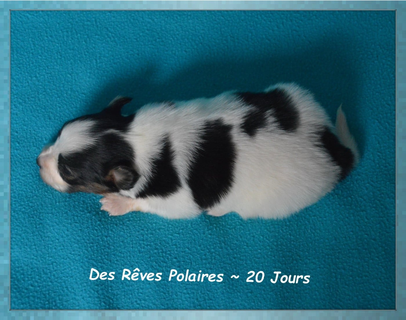 Chiot N°1