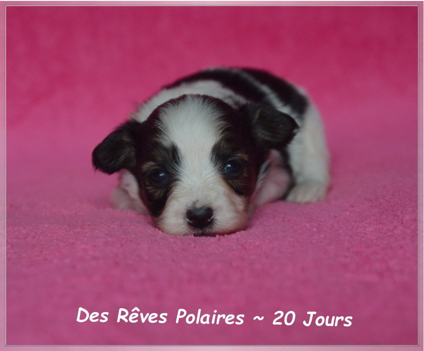 Birdy Des Rêves Polaires