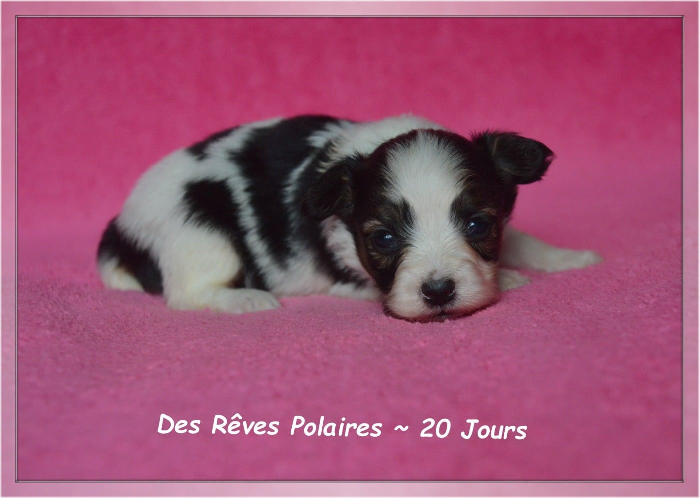 Birdy Des Rêves Polaires