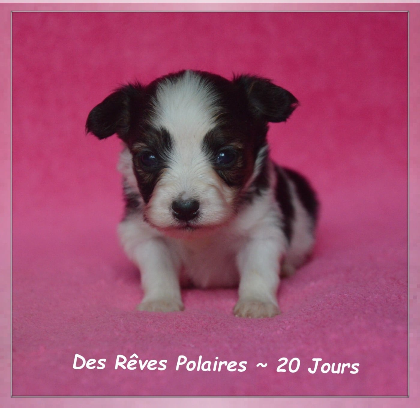 Birdy Des Rêves Polaires