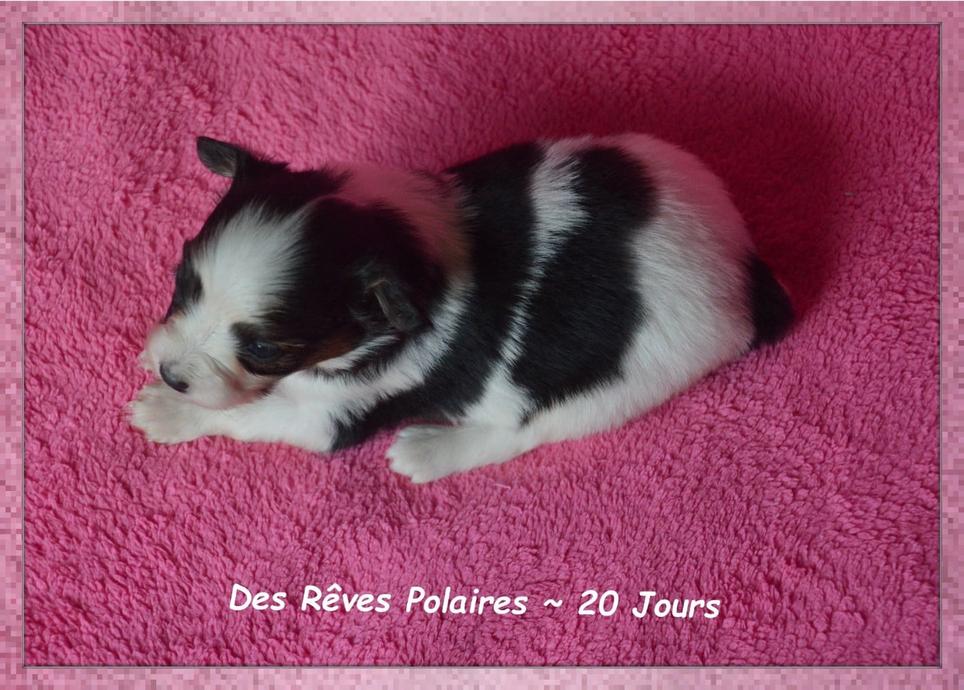 Birdy Des Rêves Polaires