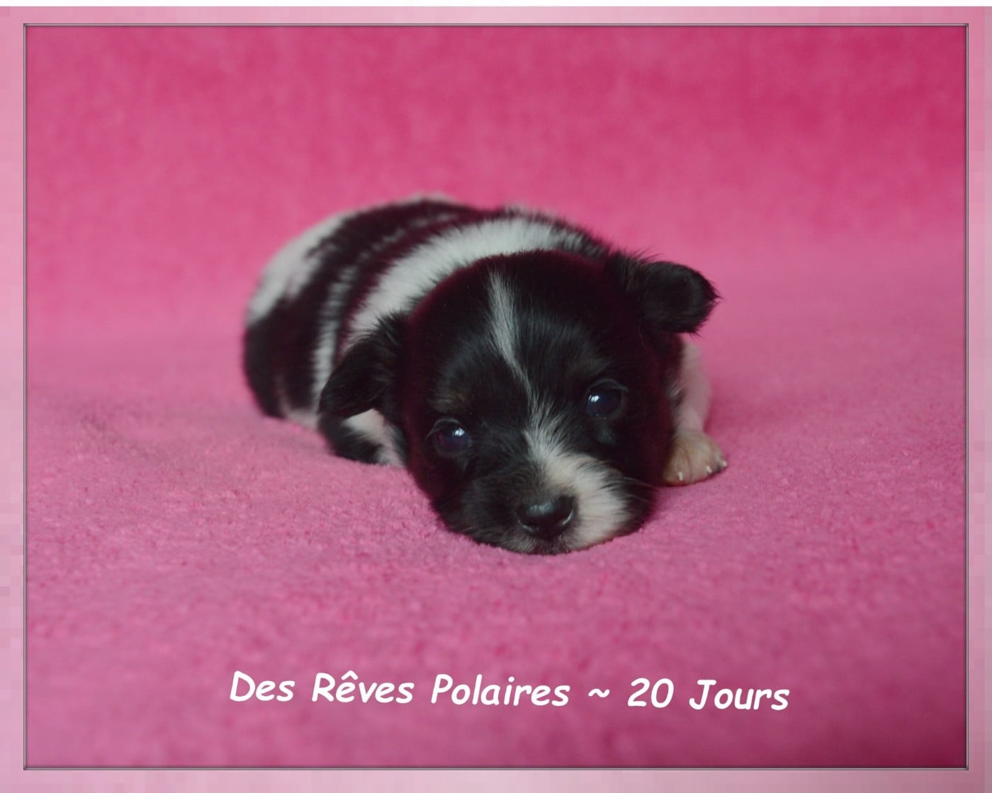 Chiot N°3