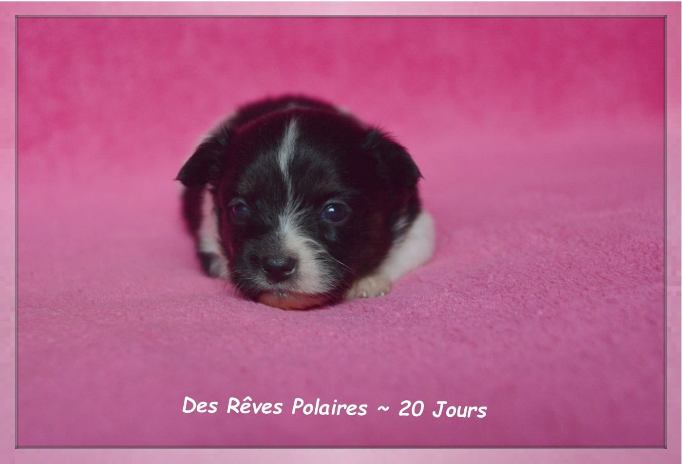 Chiot N°3