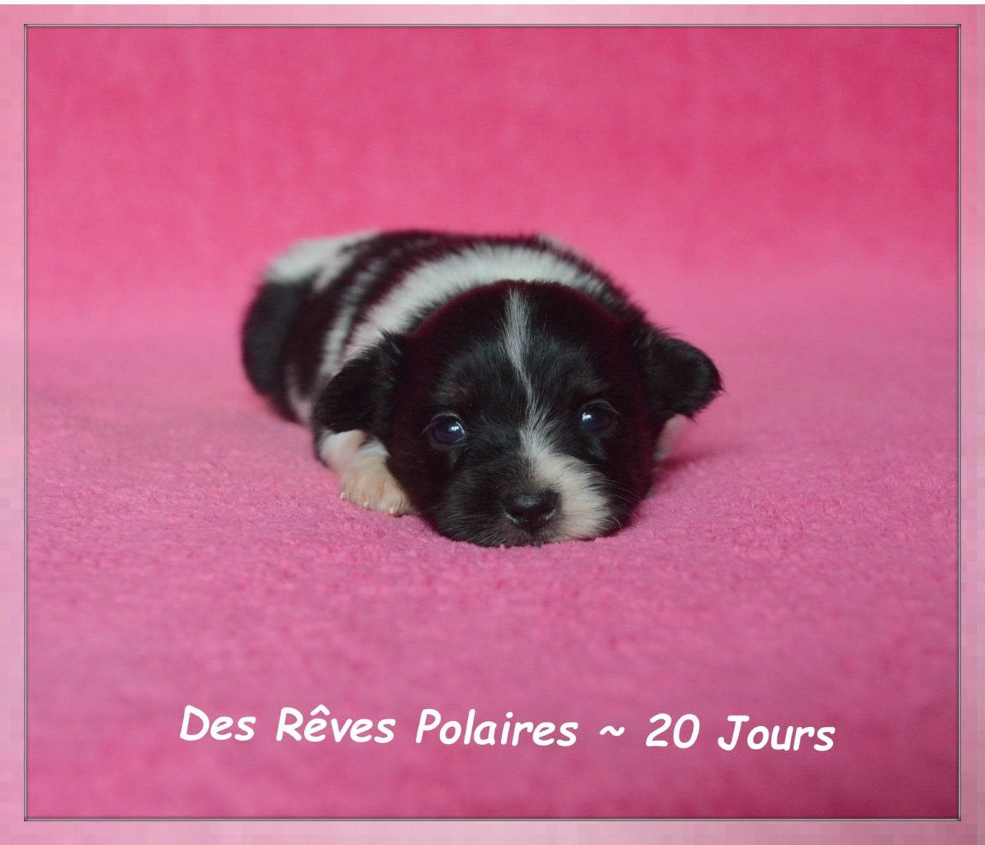Chiot N°3