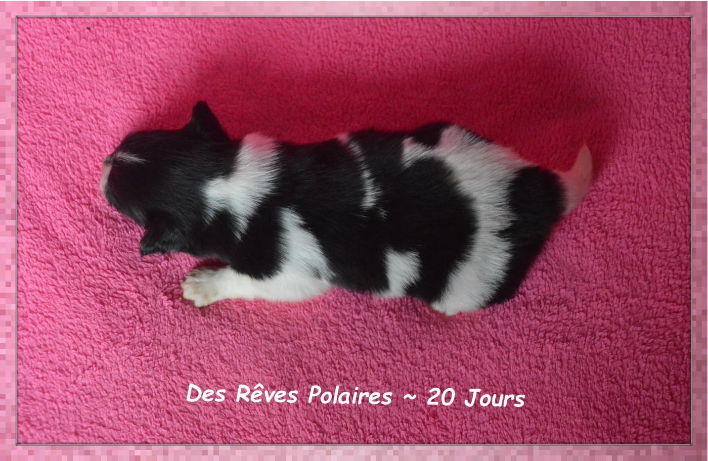 Chiot N°3