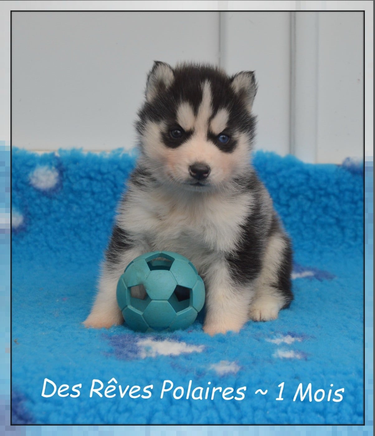 Bogdan Des Rêves Polaires