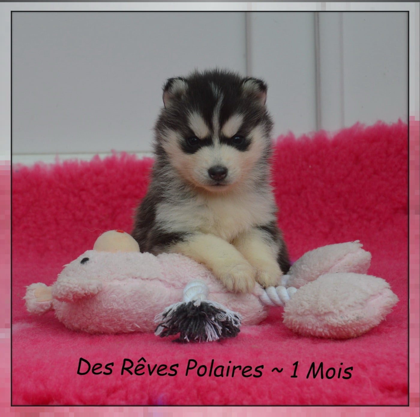 Baya Des Rêves Polaires