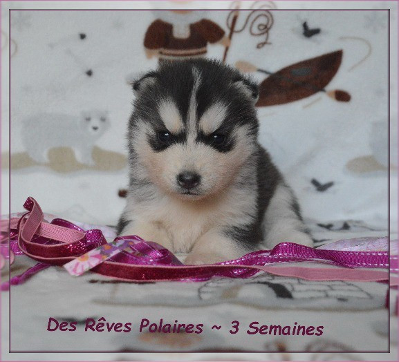 Baya Des Rêves Polaires