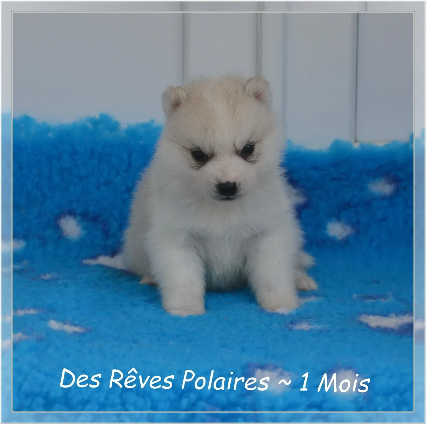 Bimba des Rêves Polaires