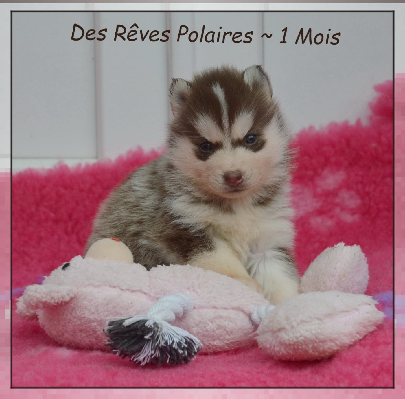 Brownie Des Rêves Polaires