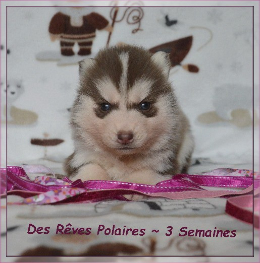 Brownie Des Rêves Polaires