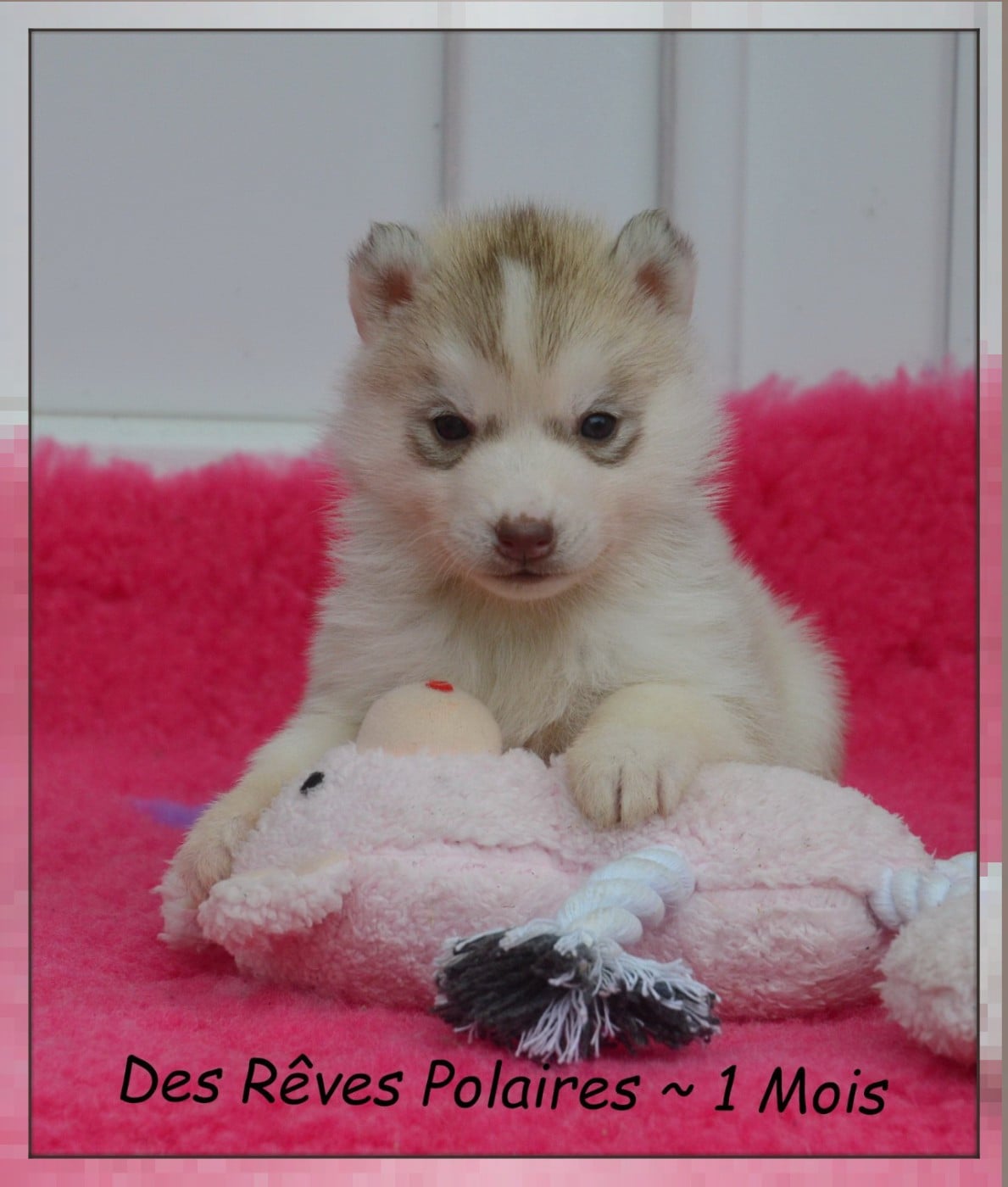 Blue Des Rêves Polaires