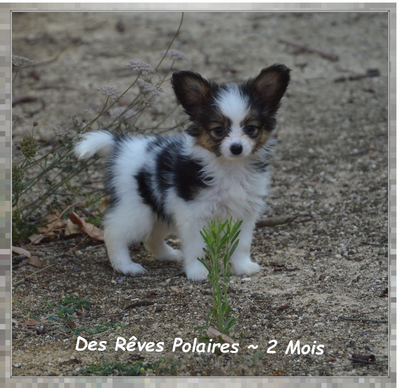 Birdy Des Rêves Polaires