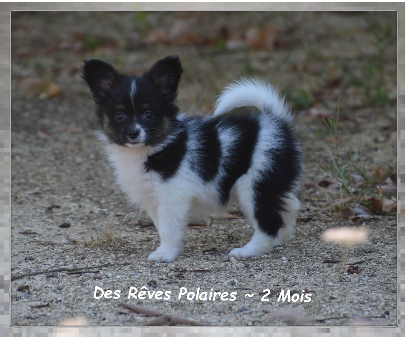 Blooma Des Rêves Polaires