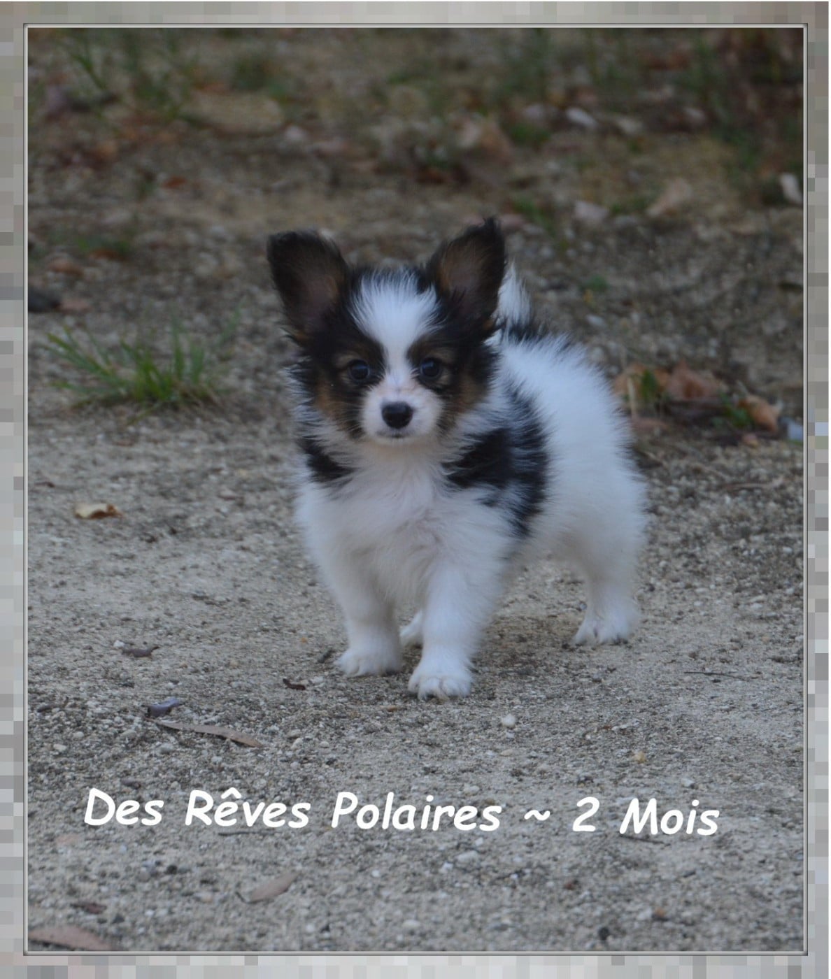 Bioda Des Rêves Polaires