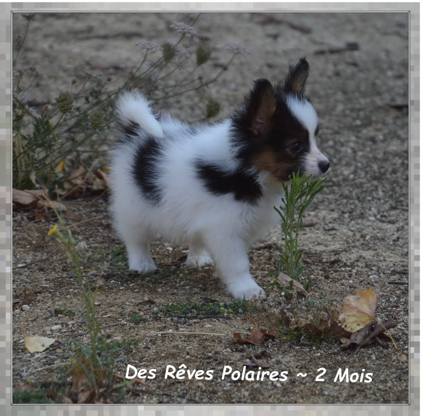 Bioda Des Rêves Polaires